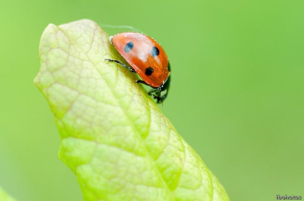 la Coccinelle