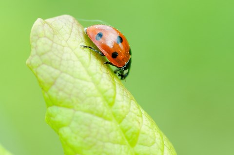 la Coccinelle